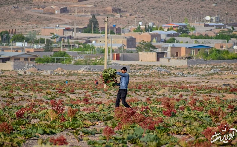 (تصاویر) دشت ریواس